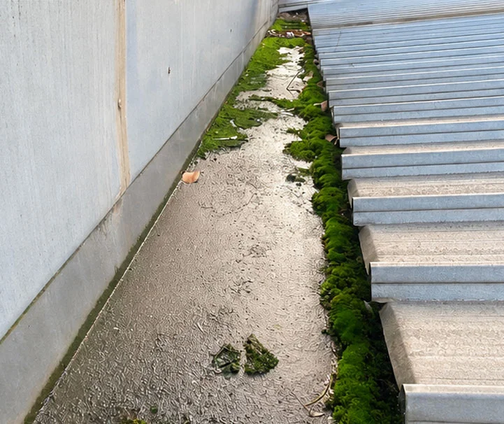 Box gutter choked with moss, sludge and leaf debris beside a metal roof before cleaning