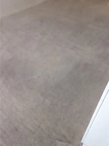 Same carpet with the traffic shading and stain removed after steam cleaning