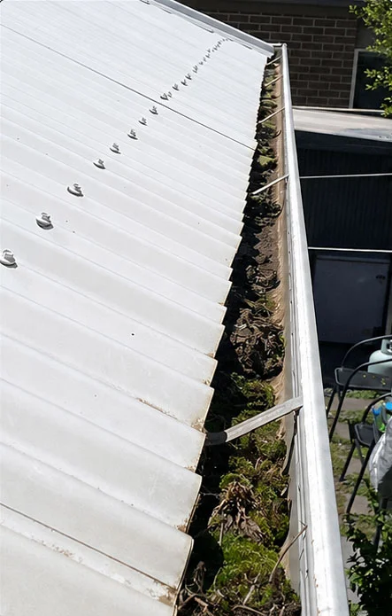 Eave gutter packed with moss, soil and leaf debris along a corrugated roof before cleaning
