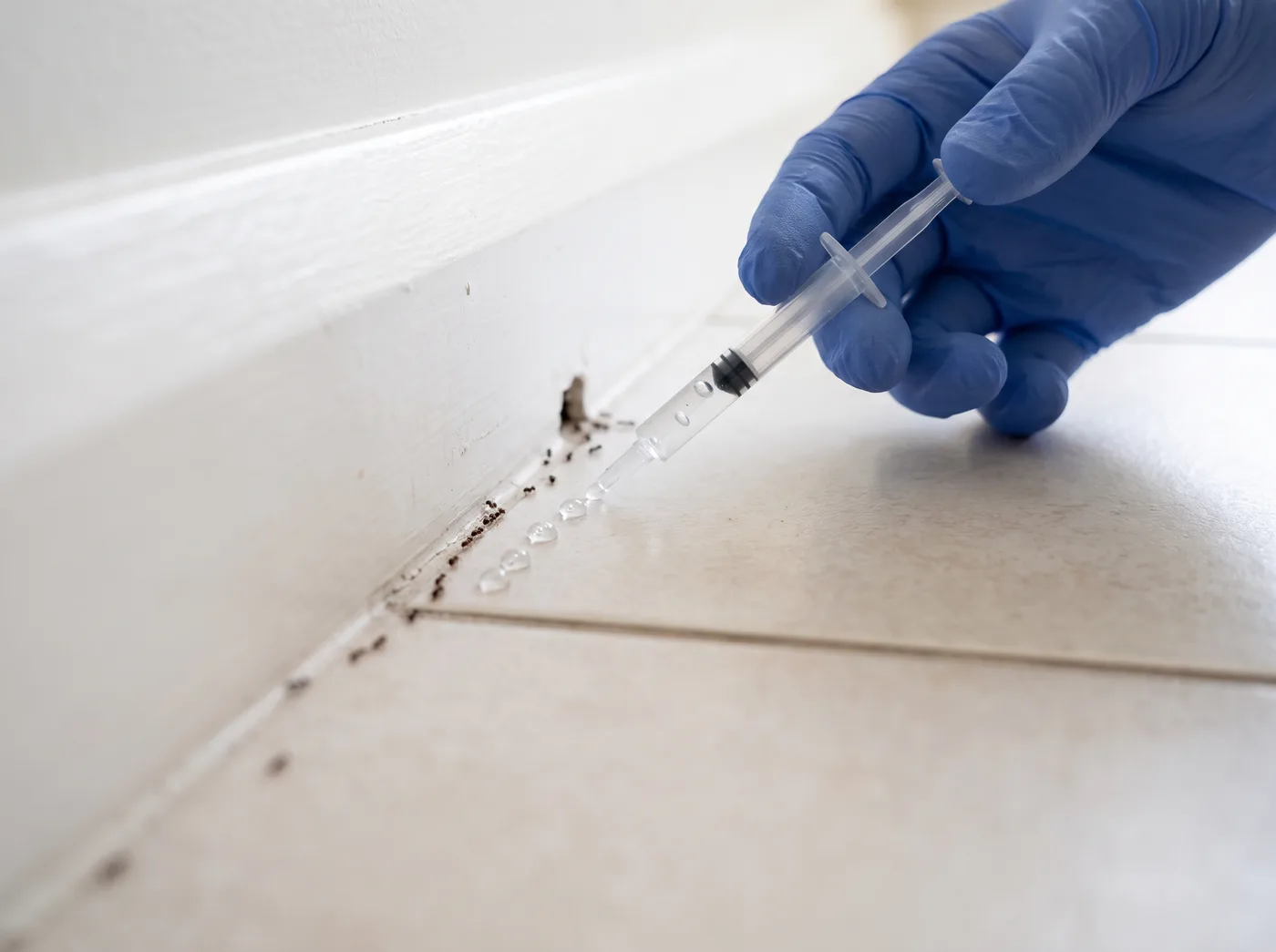 Technician placing targeted ant gel bait along a skirting board edge